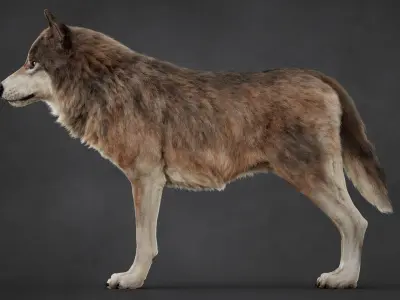  Wolf XGEN-CORE ANIMATED 