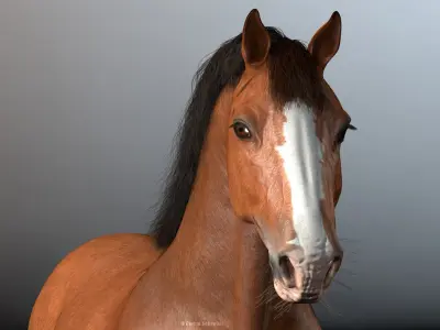  Rigged and Animated Horse V2 Clydesdale 