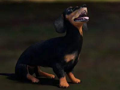  Rigged Black Dachshund Dog 3D Model 