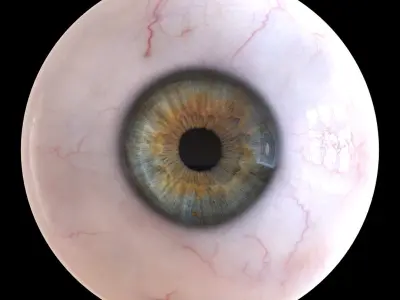  Detailed Human Eye 