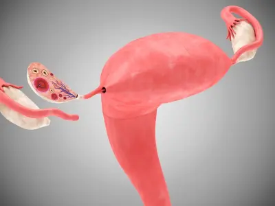 Female and Male reproductive system Low-poly 3D model