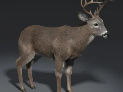  White Tailed Deer(FUR)(ANIMATED) 