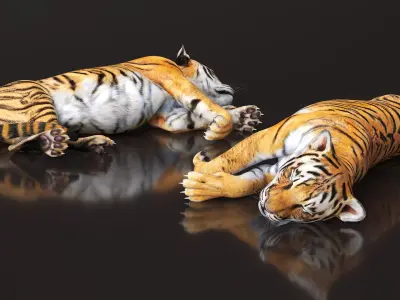  Tiger Cub Rigged for Cinema 4D 