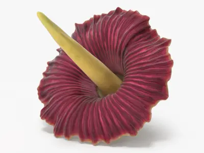  Floral Plants Collection 3 