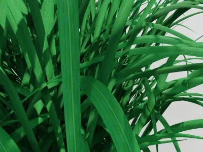 Hemerocallis lilioasphodelus 3D model