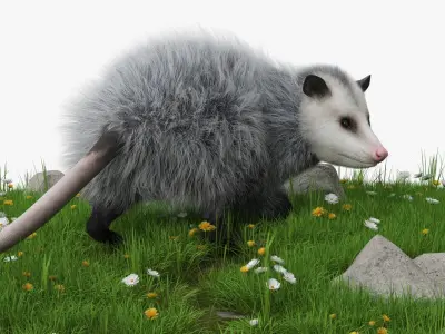  Opossum on Meadow with Blooming Flowers Fur 