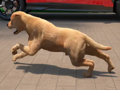  Running White Retriever Dog Fur Animated Rigged for Cinema 4D 