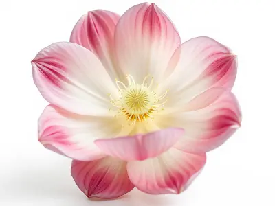 Shimmering Blossom With Panchromatic Petals model pack Low-poly 3D model
