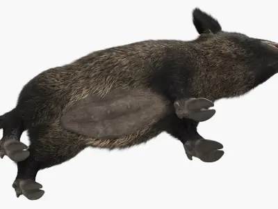  Wild Boar Female Fur 