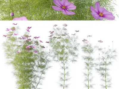 Cosmos flower 3D model