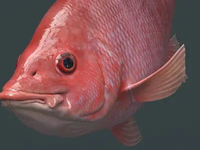  Campeche Red Snapper Idle Rigged For Maya Animated 
