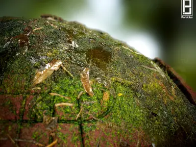4k PBR Texture Of Damaged Floor with Water Moss Texture