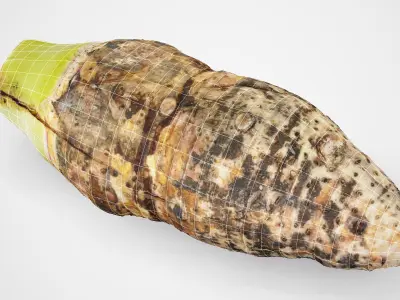 Taro Root - Photorealistic Scan Low-poly 3D model
