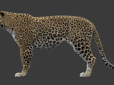  Leopard V2 Animated-Rigged-Fur 