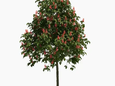 Aesculus x carnea briotii 201SP FL 3D model