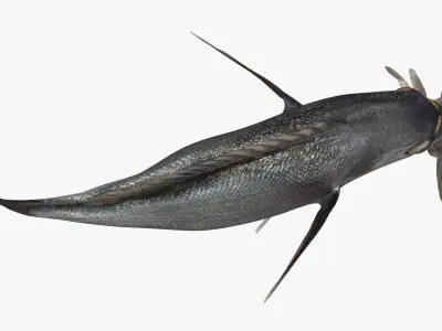  Dorado Fish With Crab In Mouth 