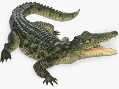  Crocodile 