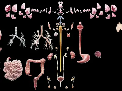  Complete Male and Female Anatomy Collection 