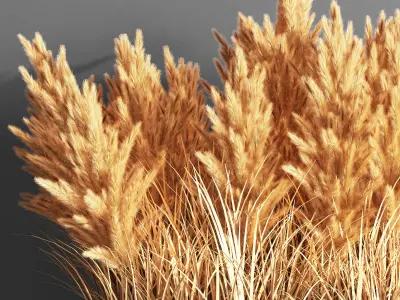Indoor Plant Set 55  pampas 3D model