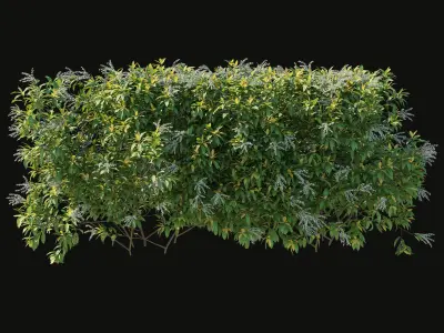 Pieris Floribunda bush 04 3D model