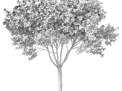 Decorative Evergreen Garden Street Tree 3D model