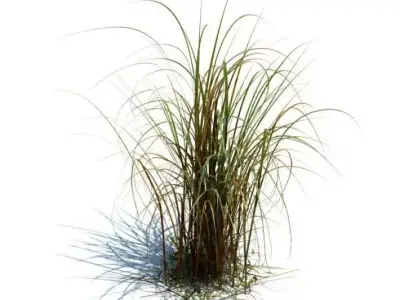 Tall Green And Brown Grass 3D model