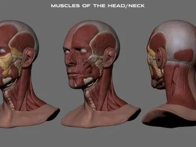 David Bowie Face Anatomy - Ecorche