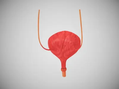 Bladder with Cross-Section 3D model