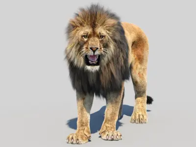  Lion 3D Model Animated Fur 