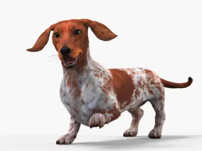  Dapple Dachshund Dog with Spotted Fur for Cinema 4D Rigged 