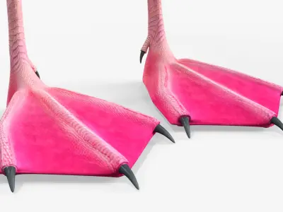  Albino Flamingo Bird White 