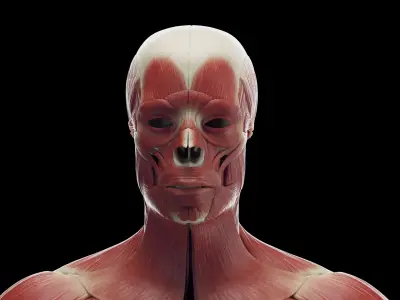  Human Male Skeleton and Muscles Static 