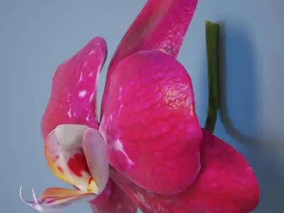 6 Orchids Flowers Low-poly 3D model