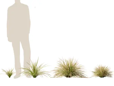 Deschampsia cespitosa Northern Lights - Tufted Hair Grass 01 3D model