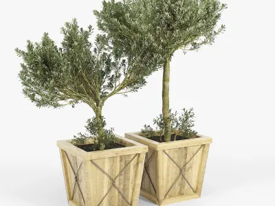 Olea Europaea box 3D model
