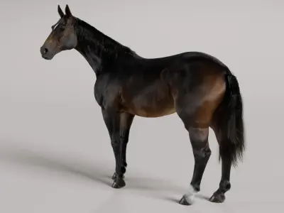  Horse SealBrown 