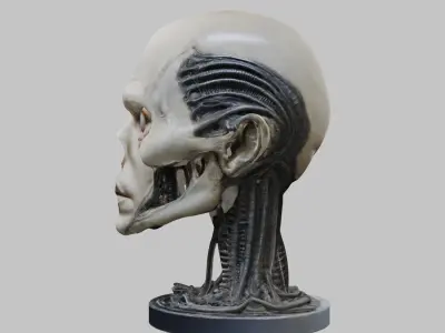 Portrait of a man HR Giger Style Human Head Bust Low-poly 3D model