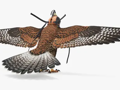  Hunting Falcon with Traditional Falconry Hood Brown 