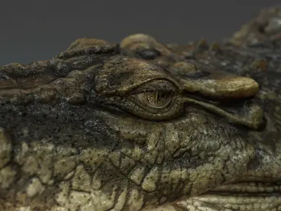  Crocodile ANIMATED 