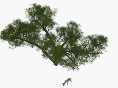  Acacia Shade and Zebra Foal Fur 