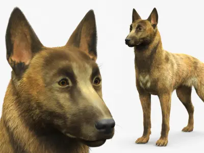  Shepherd Dog Standing Gold Brindle Fur 