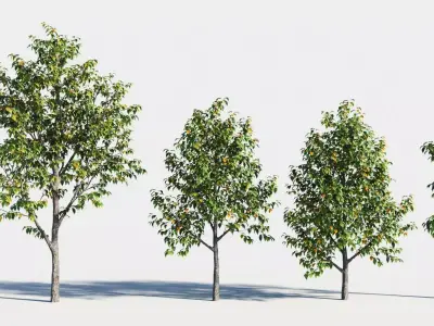 Celtis occidentalis tree-3 3D model