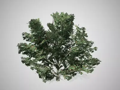 American Holly Shrub bush Low-poly 3D model