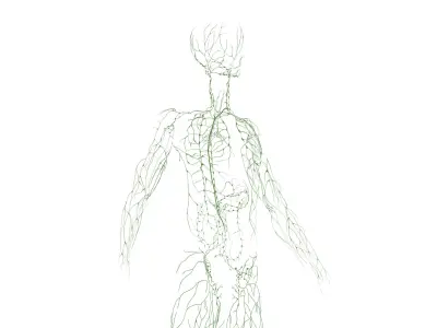  Complete Human Male Anatomy 01 