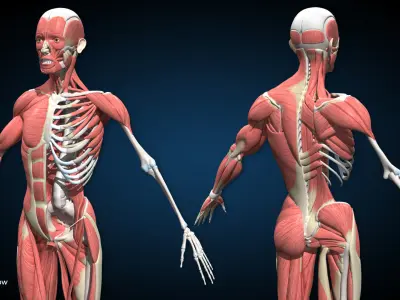 Male Muscular Skeletal V2 - Advanced Rig 3D model