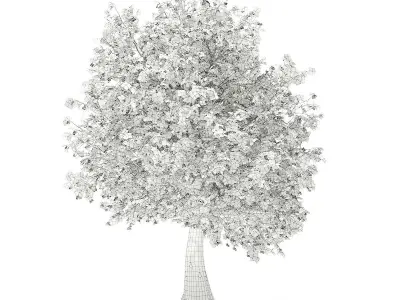 Olive Tree with Fruits 3D model