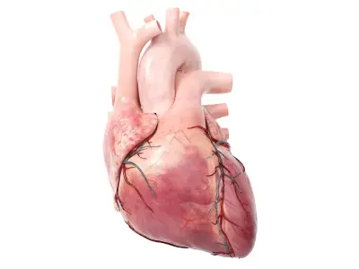  Human Heart v2 Animated 
