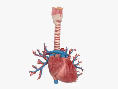  Heart BronchialVessels 