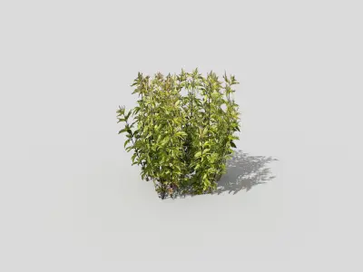 Low poly Plant Low-poly 3D model