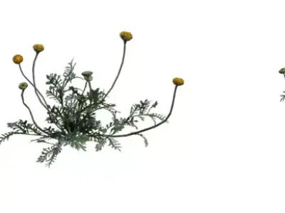 Realistic Yellow Wildflower Clump Low-poly 3D model